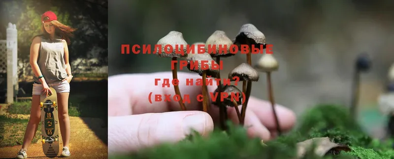 Галлюциногенные грибы Psilocybe  как найти наркотики  Бежецк 